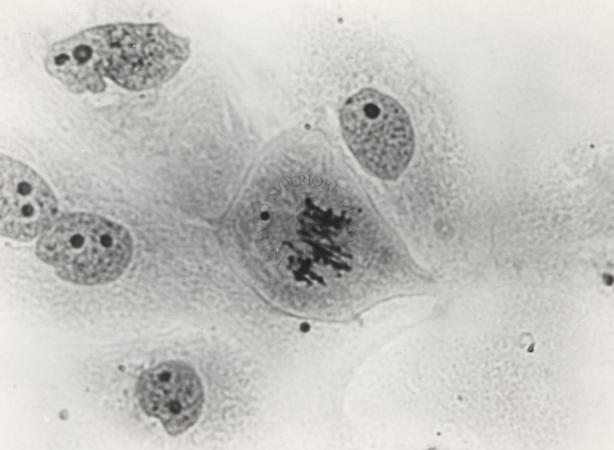 Cariocinesi (divisione indiretta del nucleo nella divisione cellulare) nelle colture in vitro.