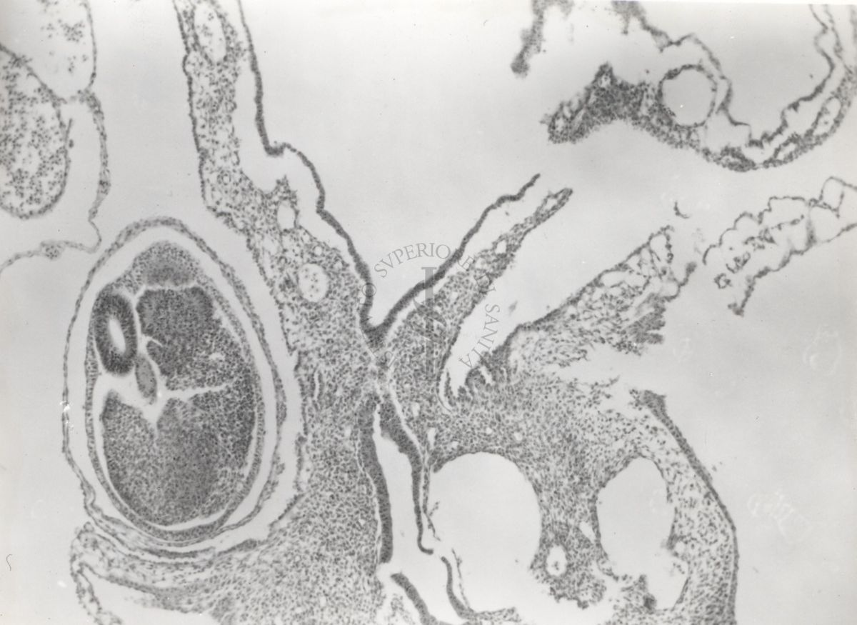 Studio sulle cavità cardiache dell'embrione del cuore di pollo