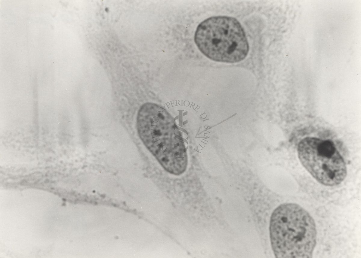 Cellula tipo "B" da coltura in vitro del ceppo di rene umano PF.