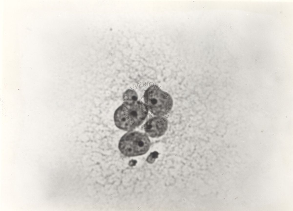 Cellula tipo "F1" da coltura in vitro del ceppo KB.