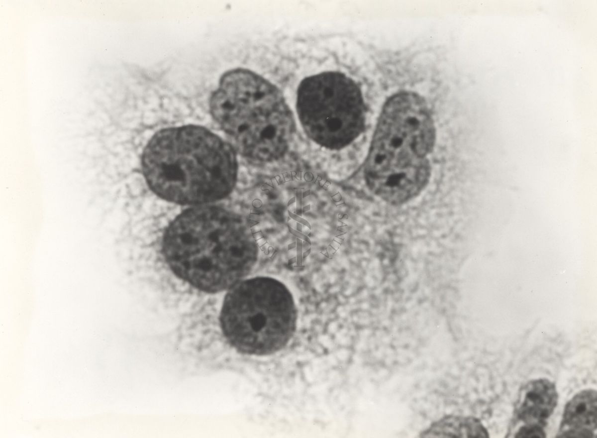 Cellula tipo "G" da coltura in vitro del ceppo del rene umano PF.