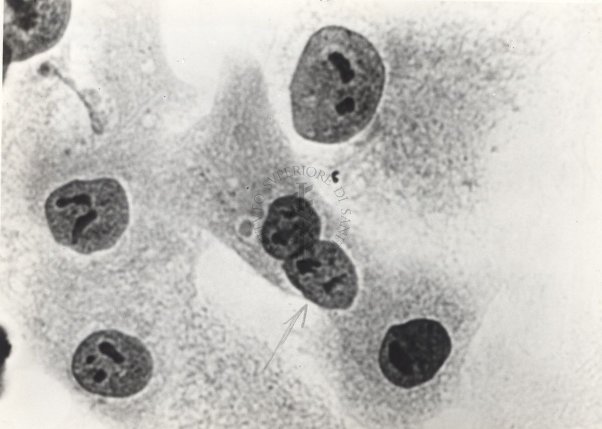 Cellula tipo "F" da coltura in vitro del ceppo congiuntivo