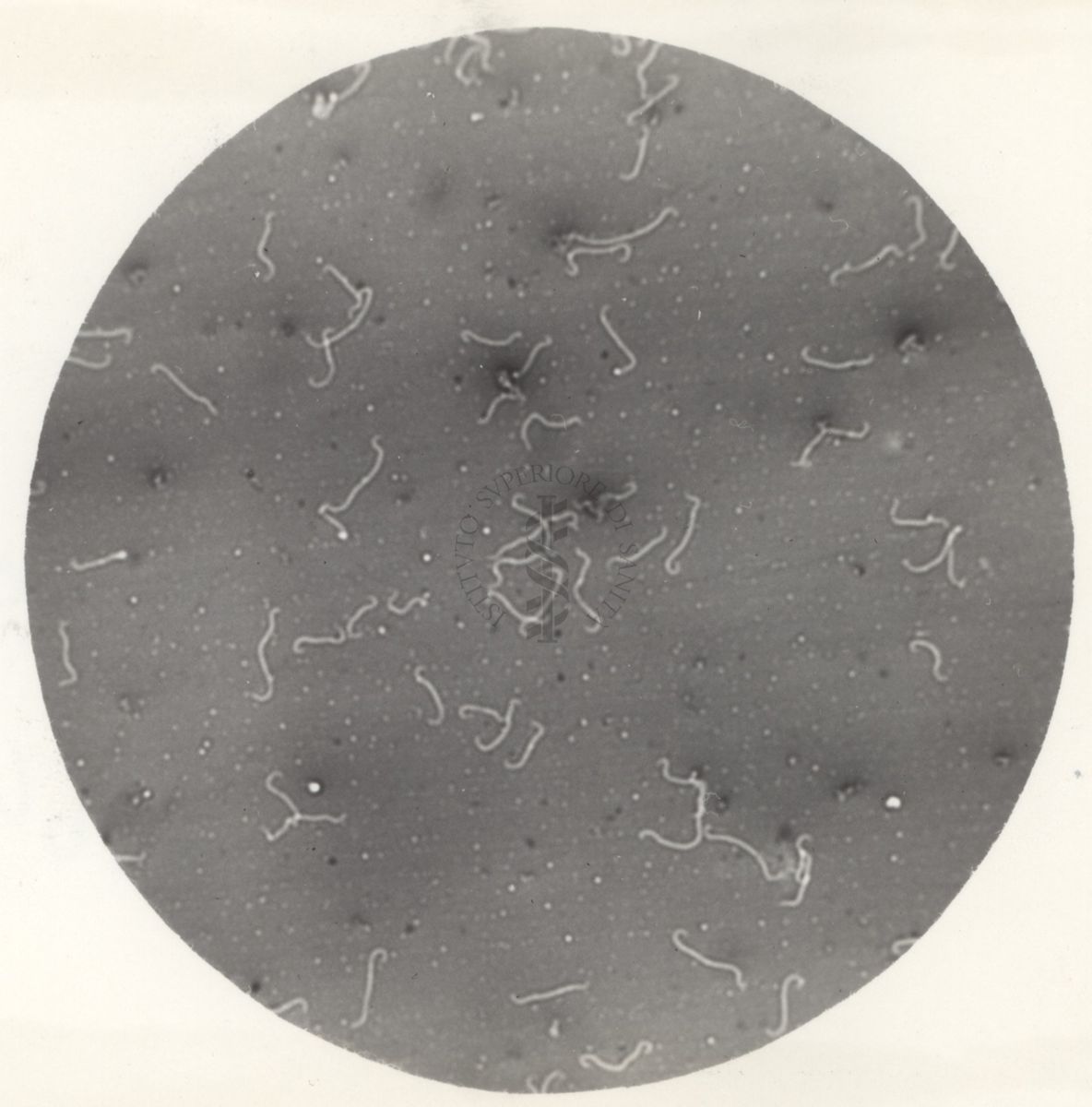 La leptospira è un genere di batteri appartenente al "phylum Spirochaetes". Ha la forma di filamento elicoidale ad estremità uncinate e possiede 2 flagelli che lo rendono mobile.