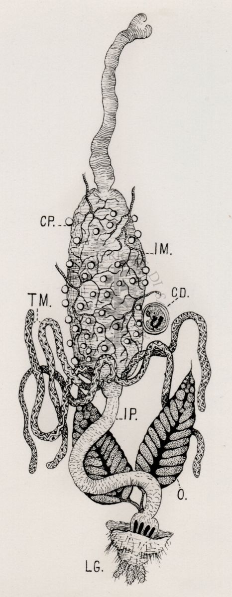 Stomaco di Anopheles con oocisti