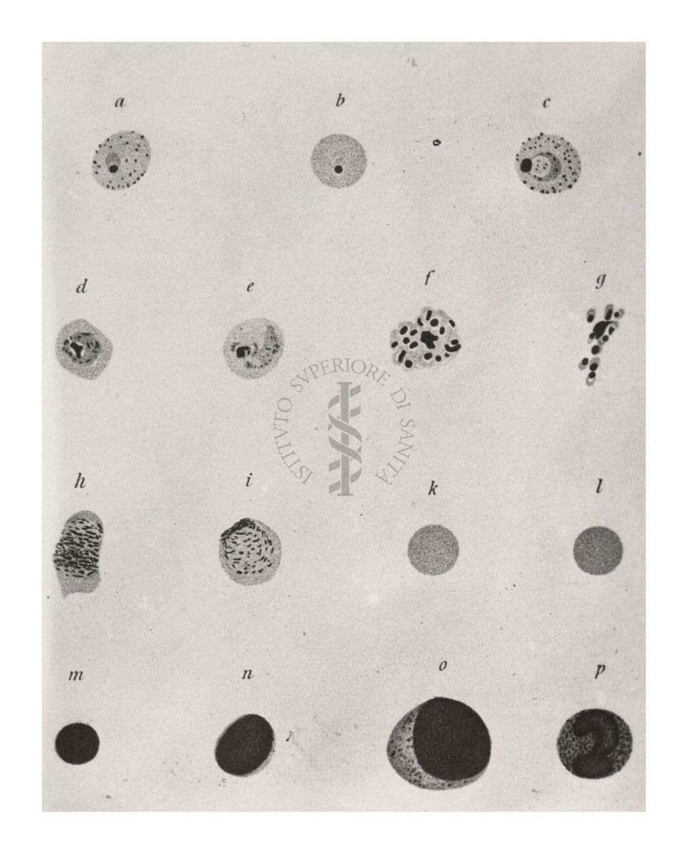 Plasmodium vivax ovvero ciclo