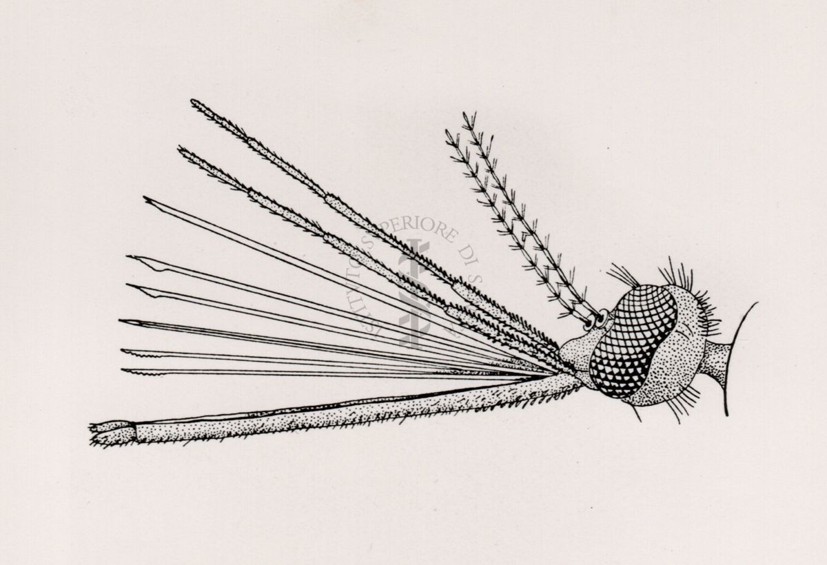 Armatura boccale di Anopheles maculipennis (femmina)