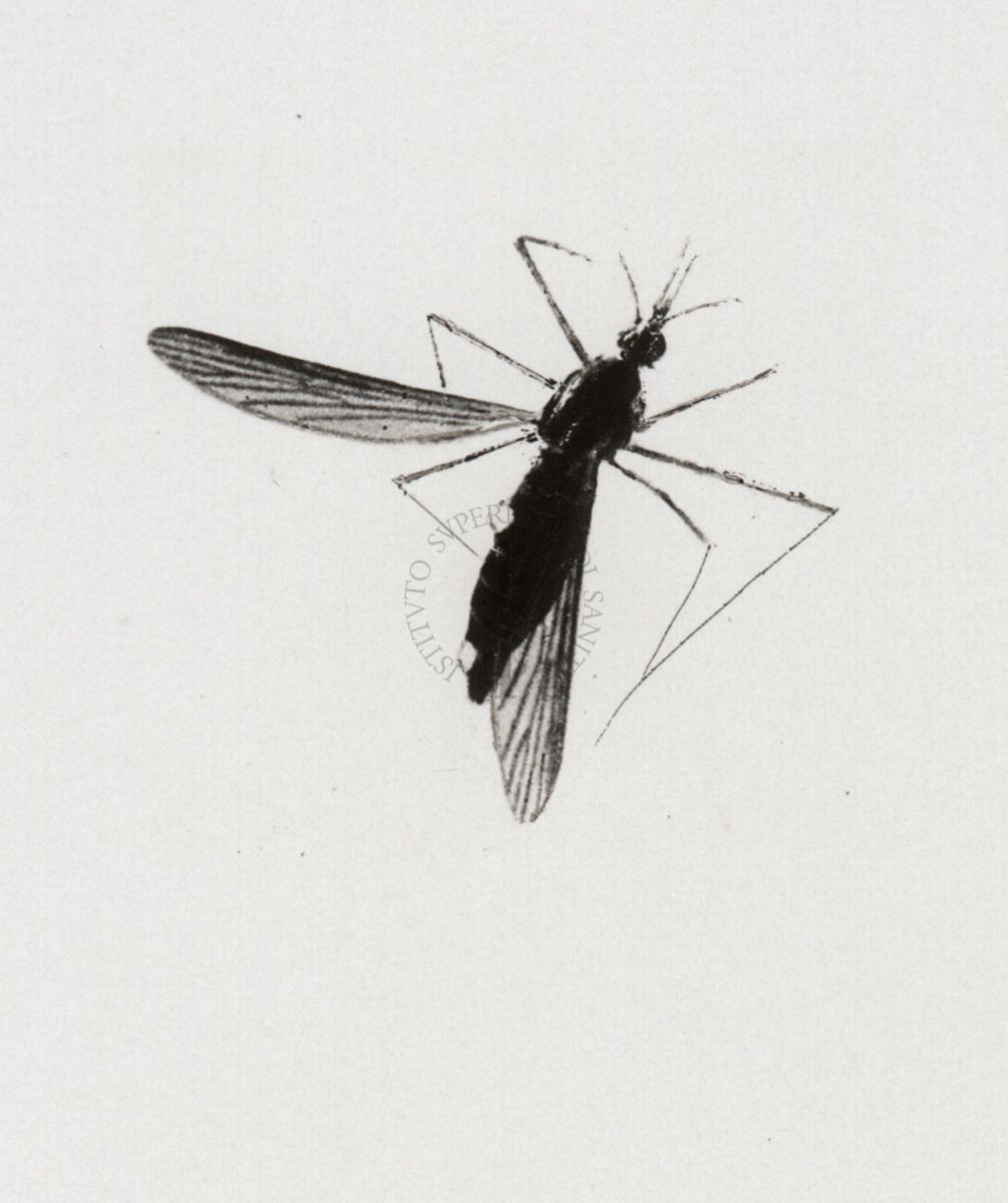 Anopheles maculipennis