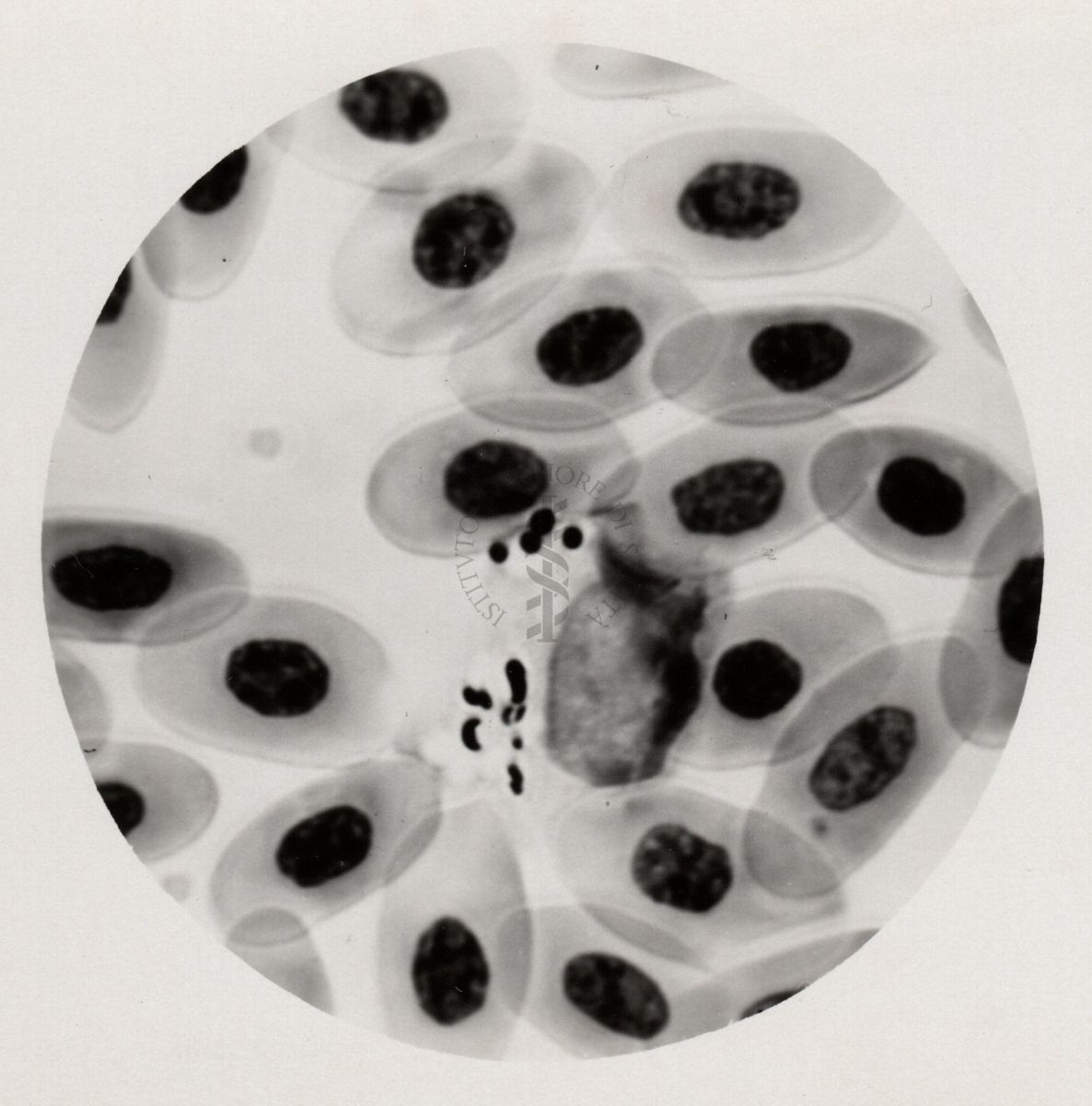 Inclusioni nei globuli bianchi dei polli che ricordano la Rickettsia avium (Carpano 1936)