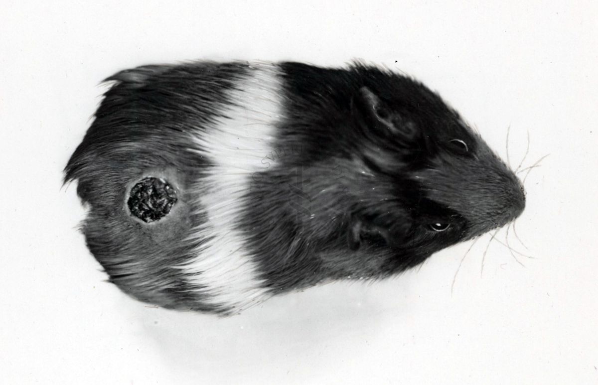 Cavia avitaminotica