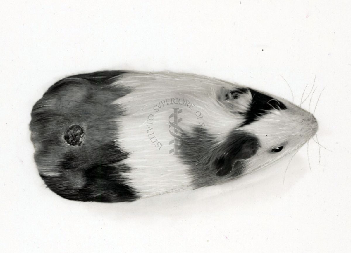 Cavia avitaminotica