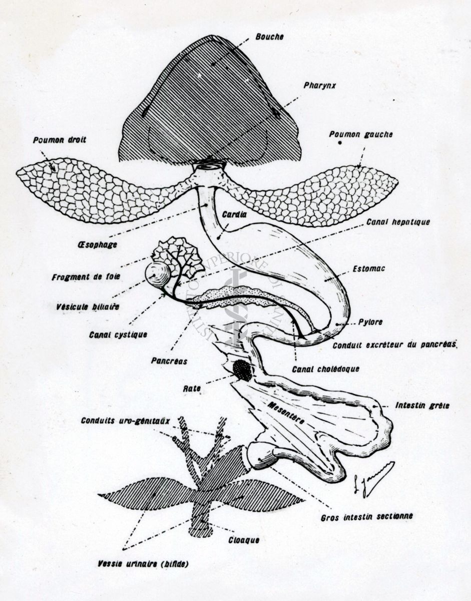 Considerazioni sugli effetti della pneumectomia bilaterale del Bufo-Vulgaris. Schema di apparato digerente e polmonare di Bufo-Vulgaris