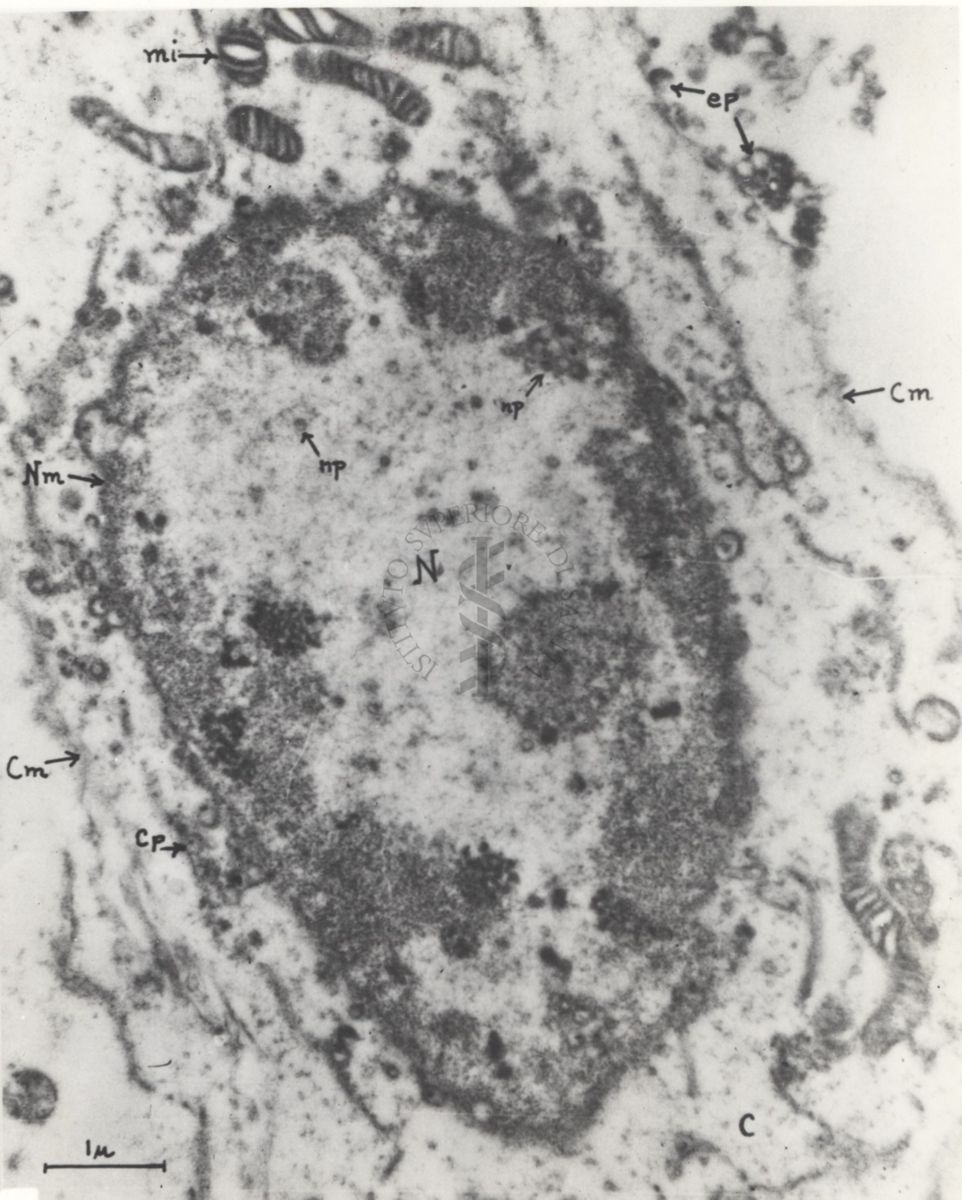 Colture di tessuti con virus dell'herpes