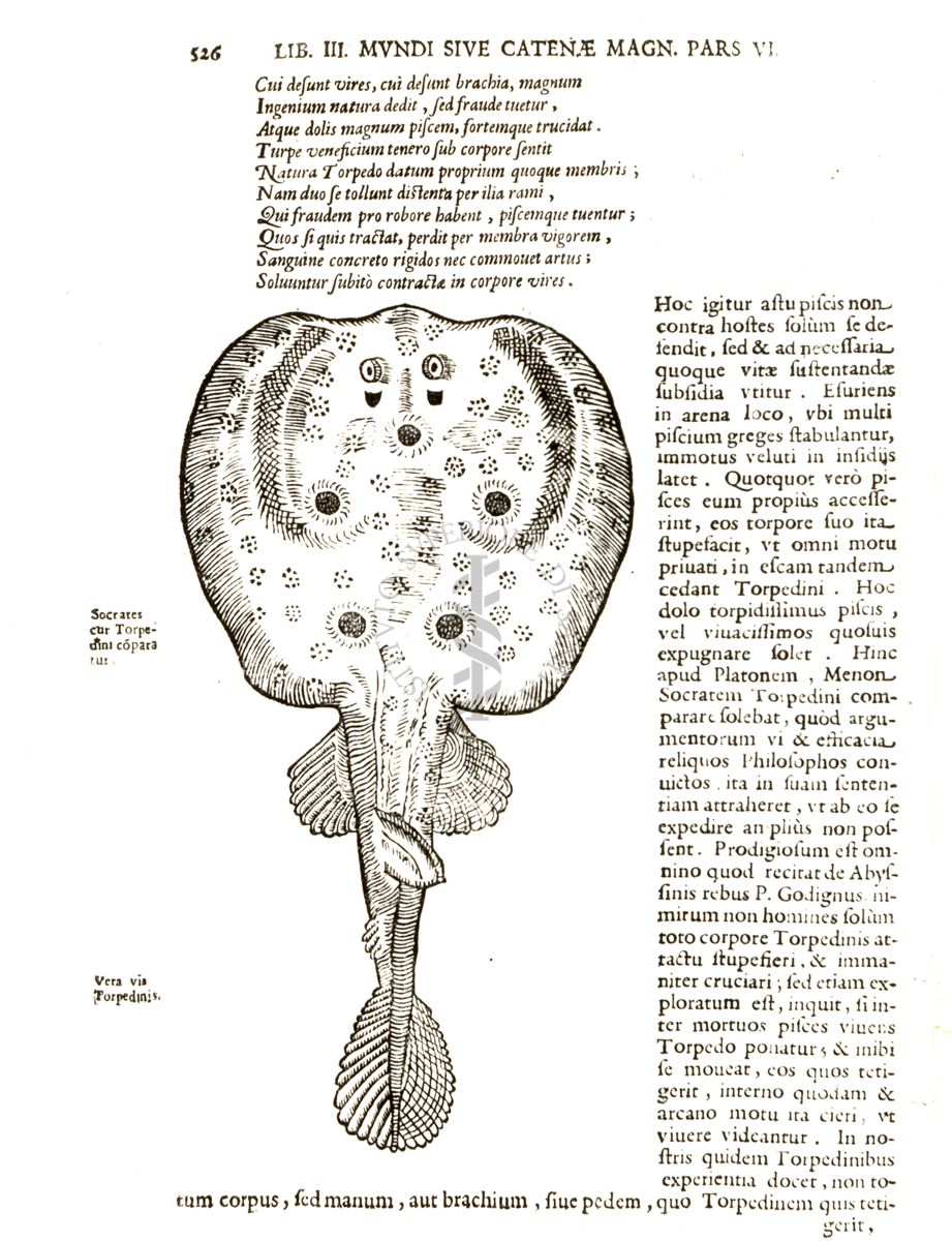 Riproduzioni della pagina 526 della terza edizione del libro "Magnes sive de arte magnetica opus tripartitum" di Athanasius Kircher, Roma MDCLIV