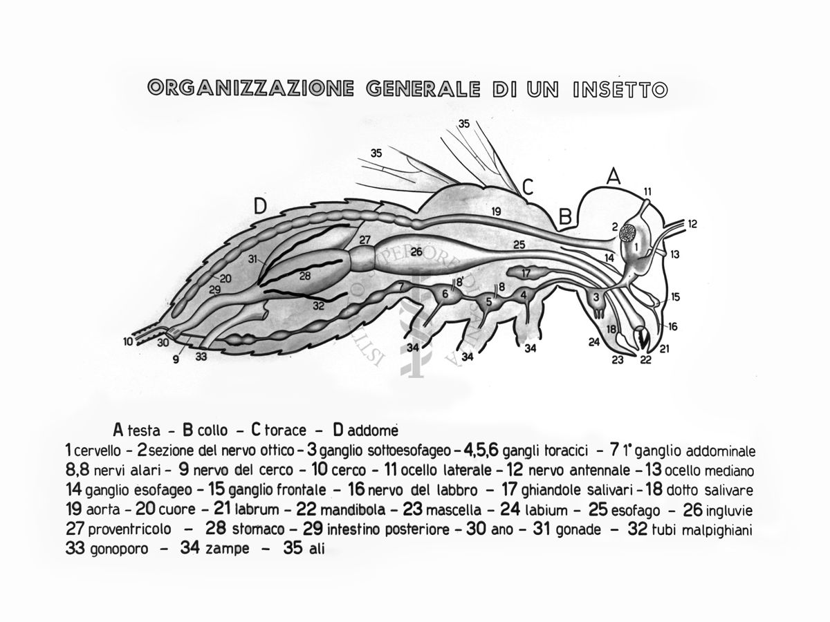 Disegno di un insetto in sezione longitudinale - Organizzazione generale