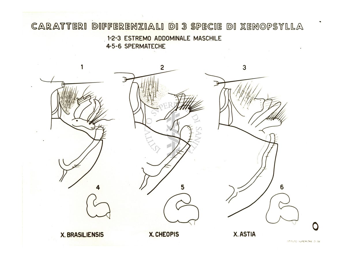 Disegno sui Caratteri differenziali di 3 specie di Xenopsylla