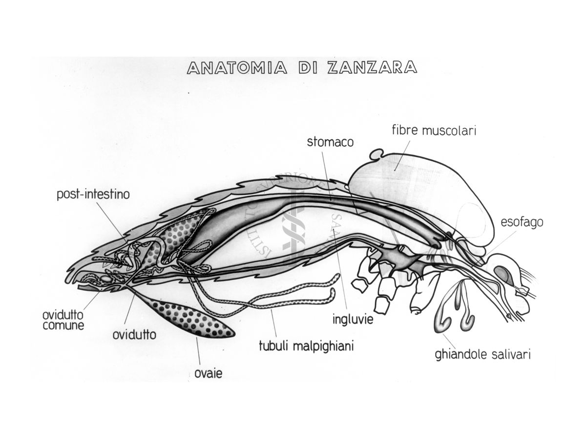 Disegno sull' Anatomia di Zanzara