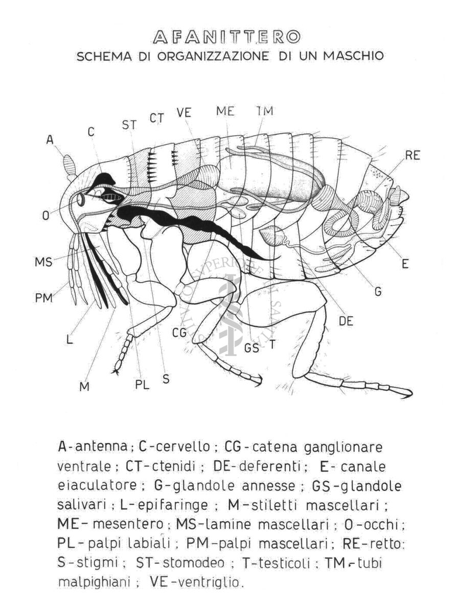 Schema di organizzazione di un maschio di Afanittero