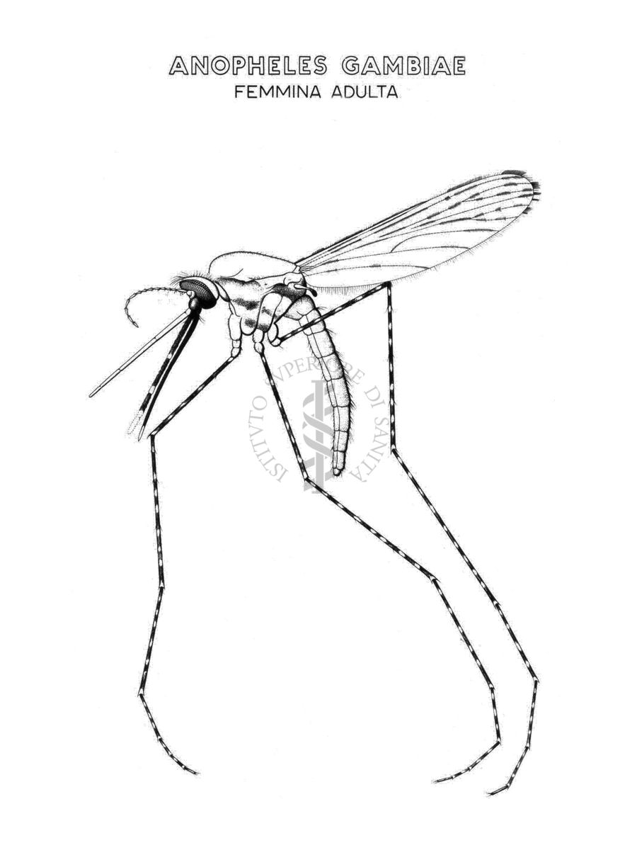 Anopheles Gambiae (femmina adulta)