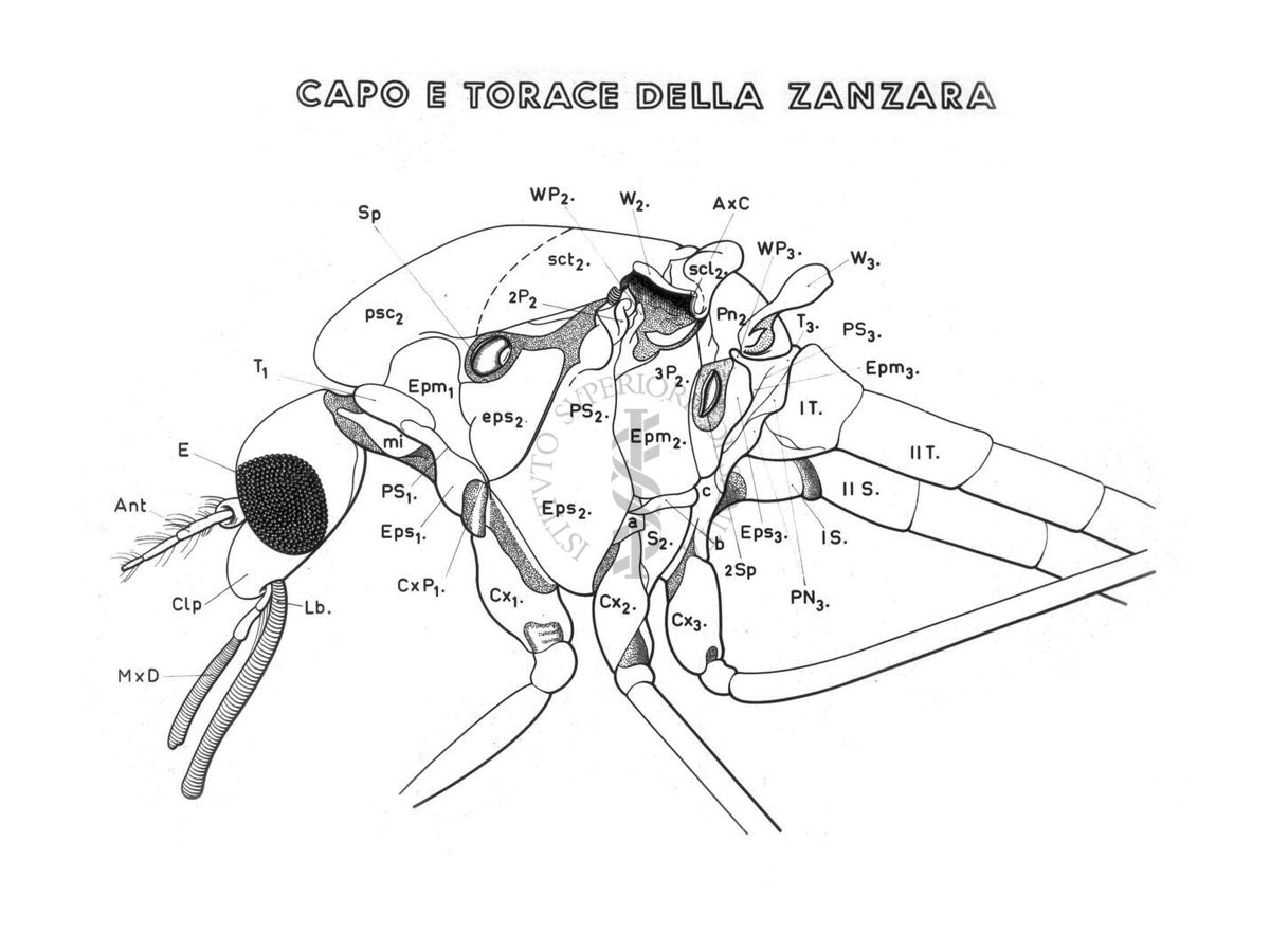 Capo e torace della Zanzara