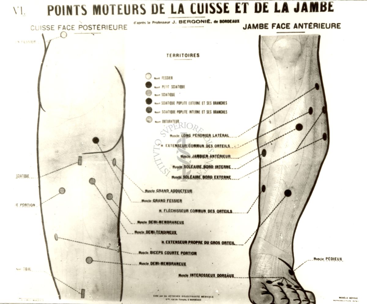 Punti motori dell'eccitabilità neuro-muscolare agli stimoli con correnti elettriche calvaniche e taratiche