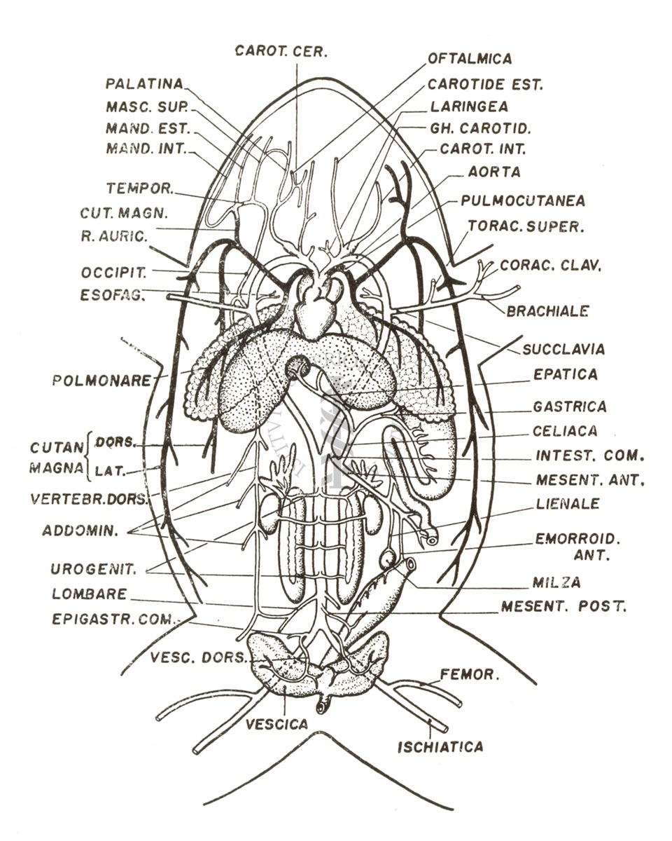 Schema del sistema arterioso