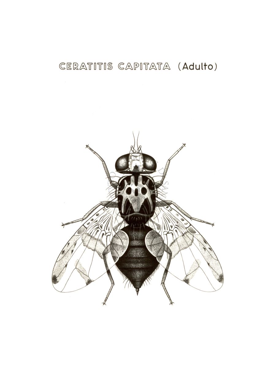 Disegno: Ceratitis Capitata (adulto)