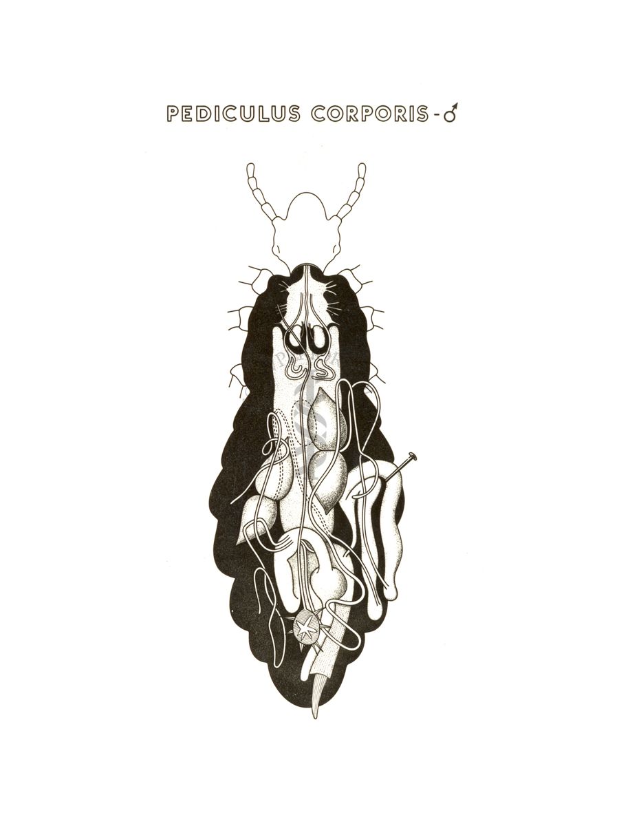 Disegno: Pediculus Corporis (maschio)