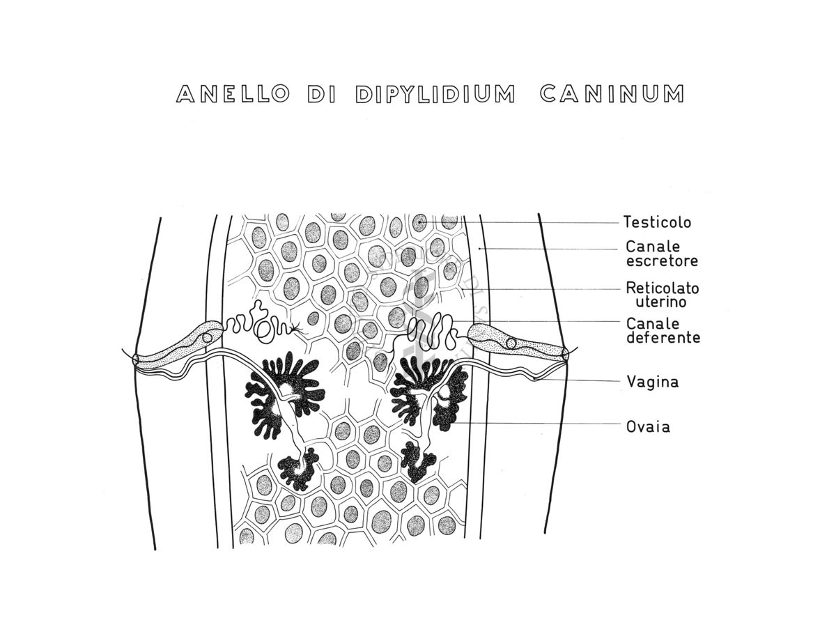 Disegno: Anello di Dipylidium Caninus