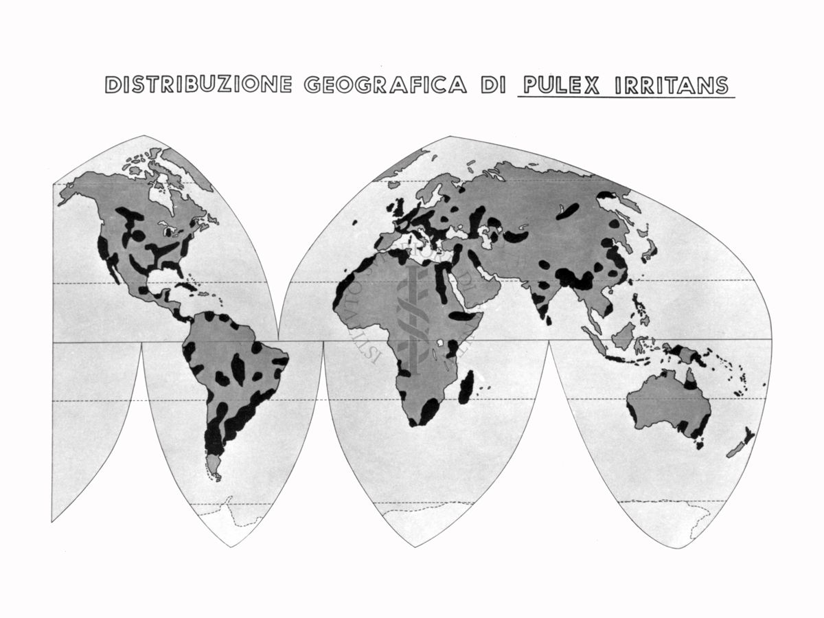 Disegno: Distribuzione geografica di Pulex Irritans