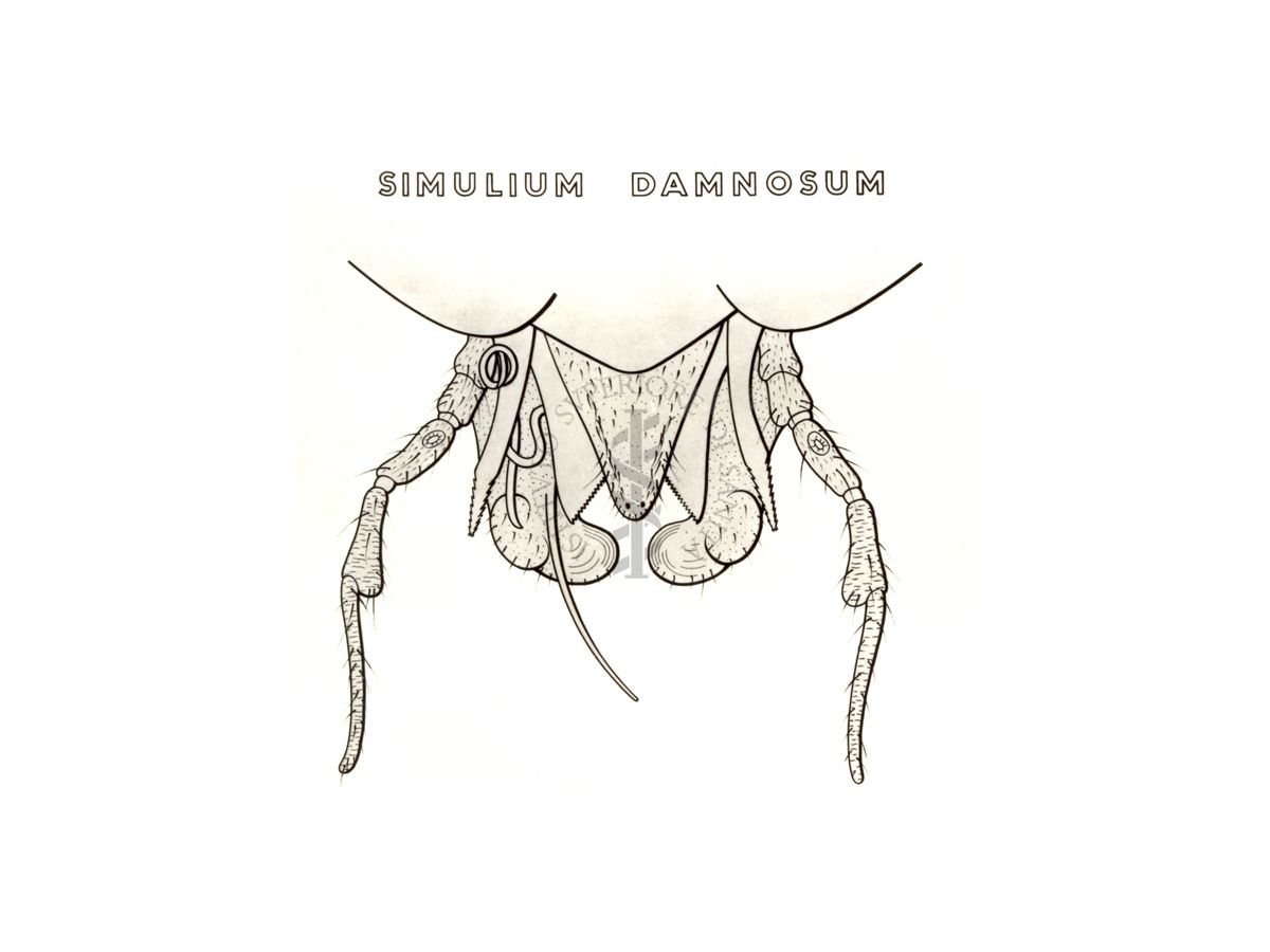 Disegno: Simulium Damnosum