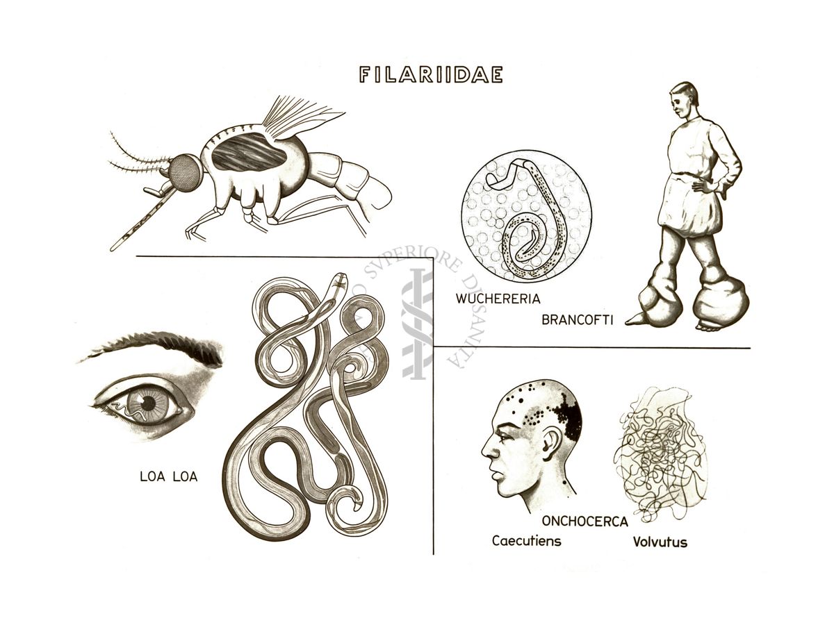 Disegno: Filariidae