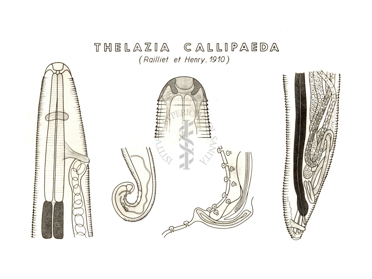 Disegno: Thelazia Callipaeda