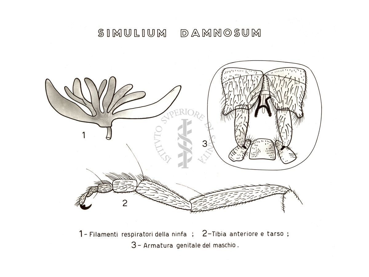 Disegno: Simolium Damnosum