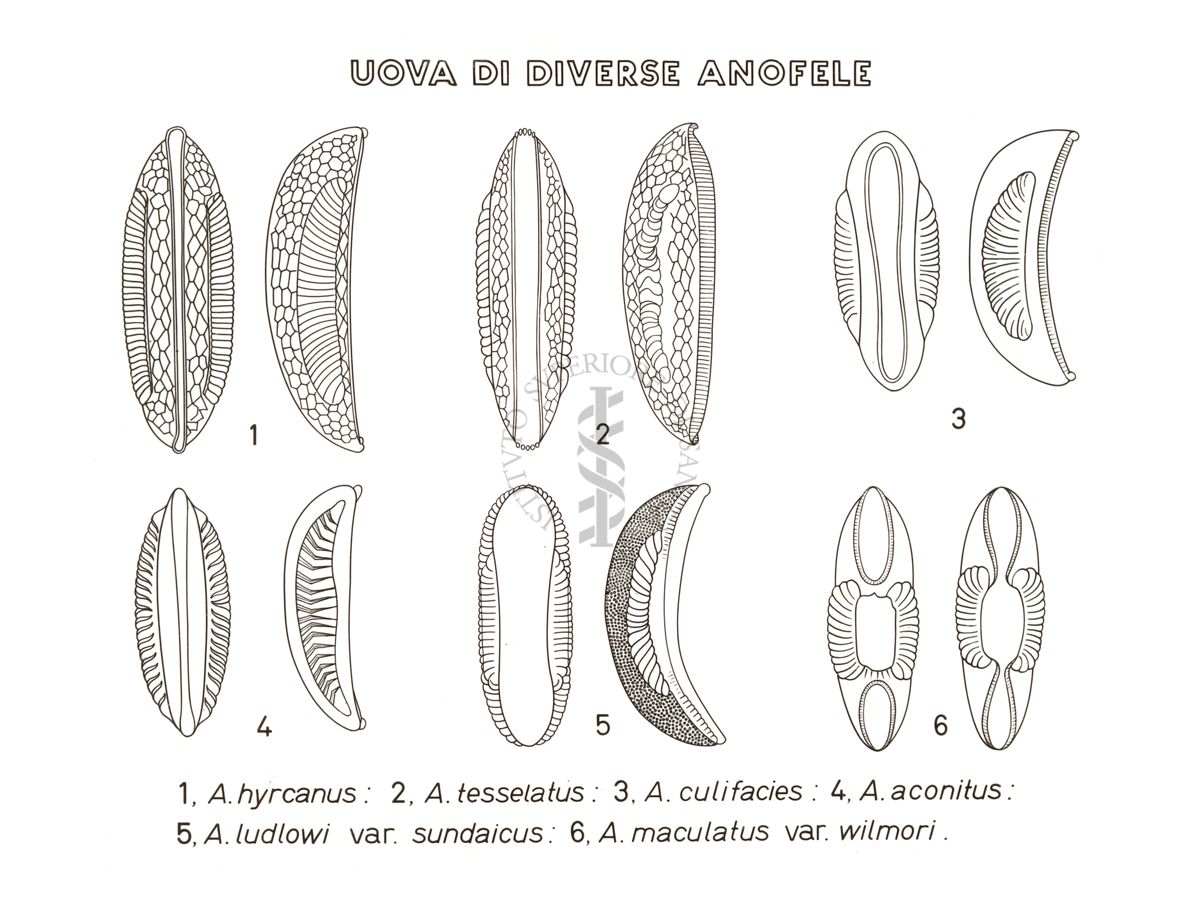 Disegno: Uova di diverse anofele