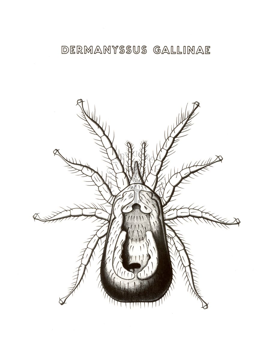 Disegno: Dermanyssus Gallinae