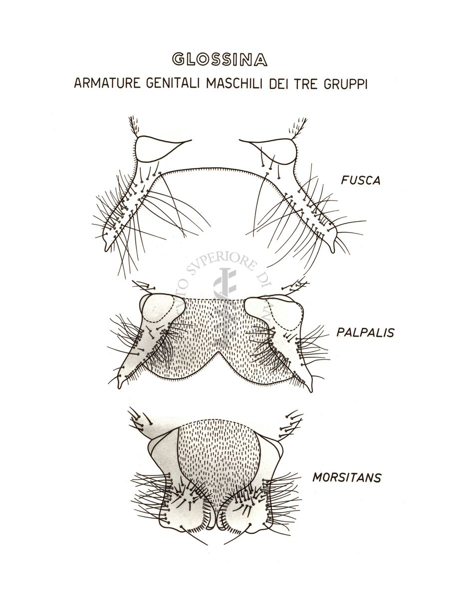 Disegno: Glossina: armature genitali maschili dei tre gruppi (fusca, palpalis, morsitans)