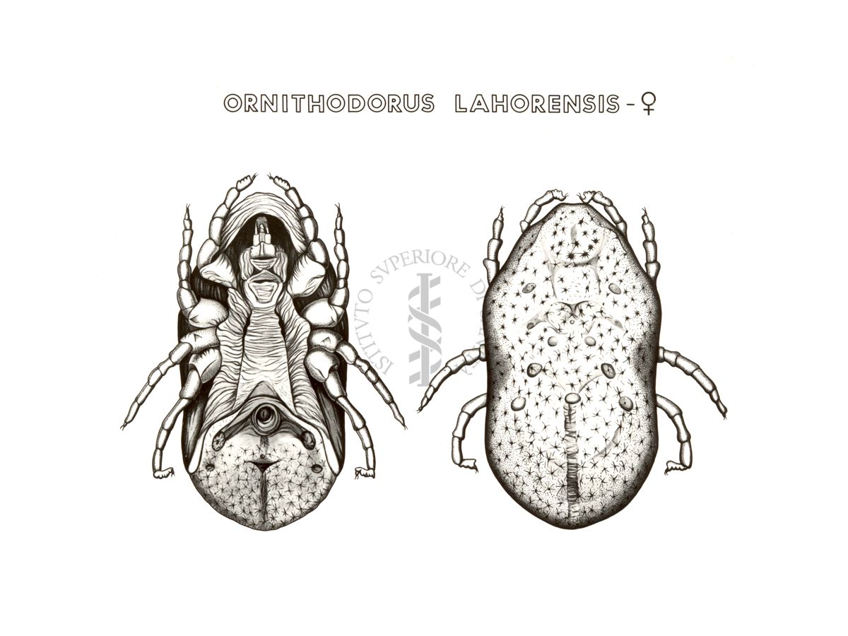 Disegno: Ornithodorus Lahorensis (femmina)