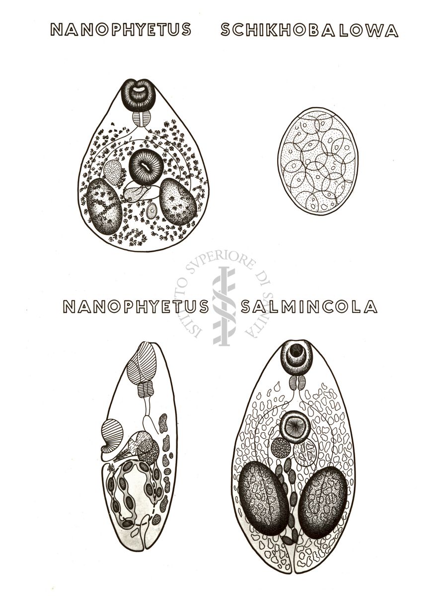 Disegno: Nanophyetus Schikhobalowa e Nanophyetus Salmincola