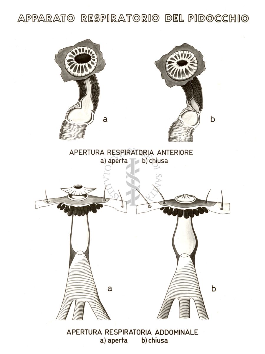 Disegno: Apparato respiratorio del Pidocchio