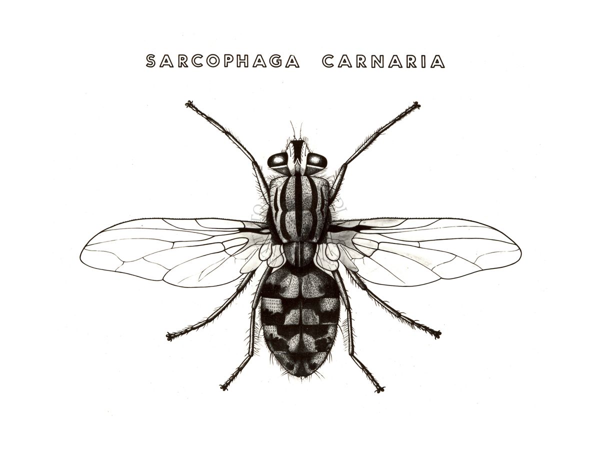 Disegno: Sarcophaga Carnaria