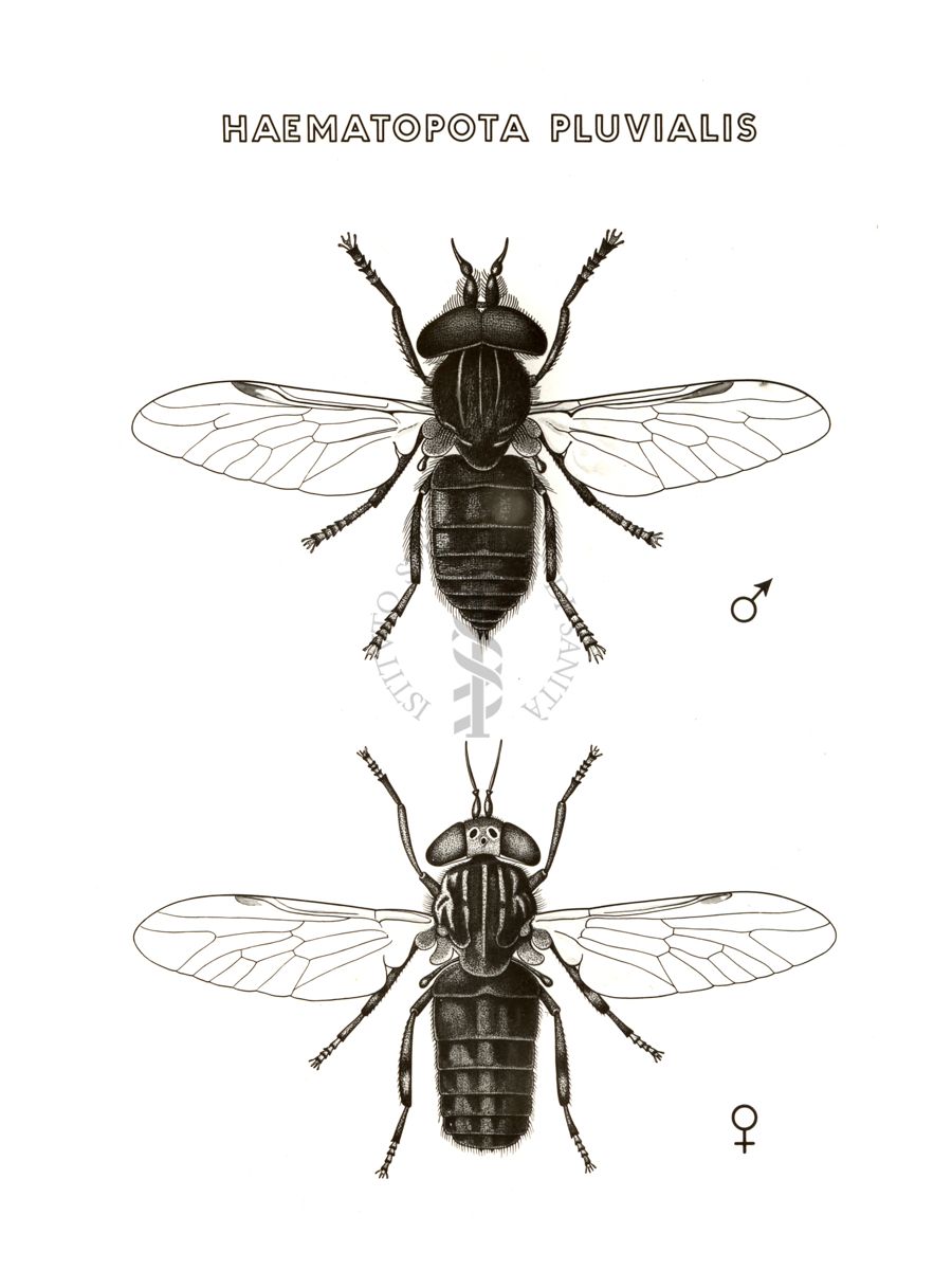 Disegno: Haematopota Pluvialis (maschio e femmina)