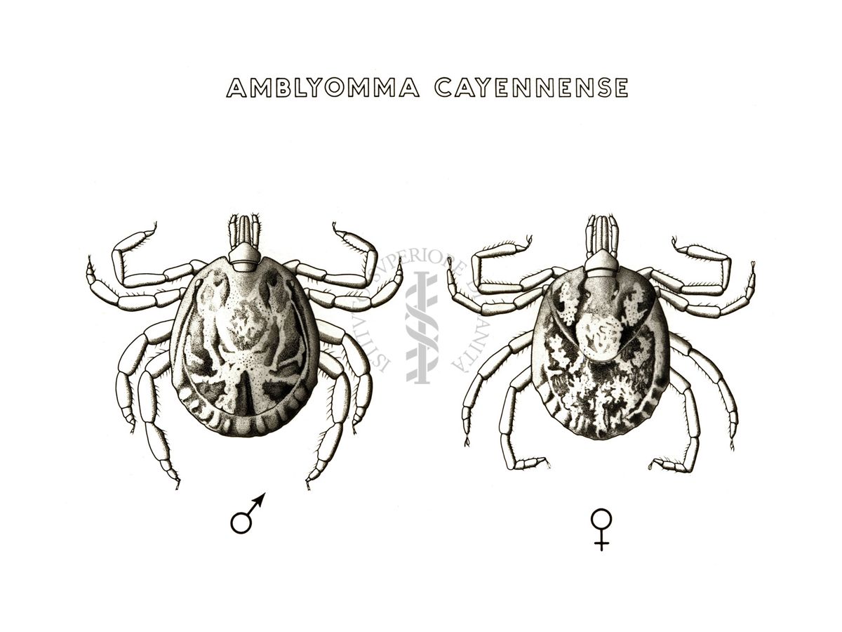 Disegno: Amblyomma Cayennense (maschio e femmina)