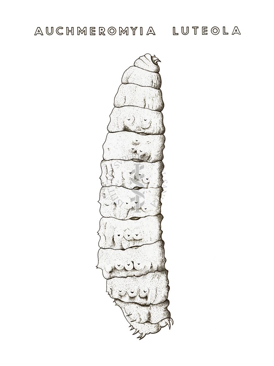 Disegno: Auchmeromyia Luteola