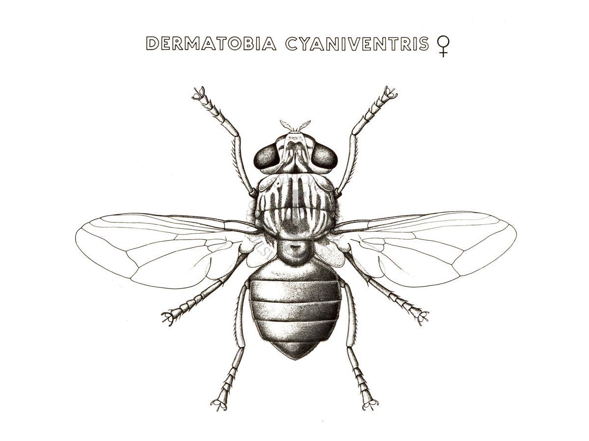 Disegno: Dermatobia Cyaniventris (femmina)
