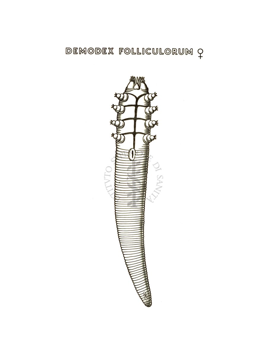 Disegno: Demodex Folliculorum (femmina)