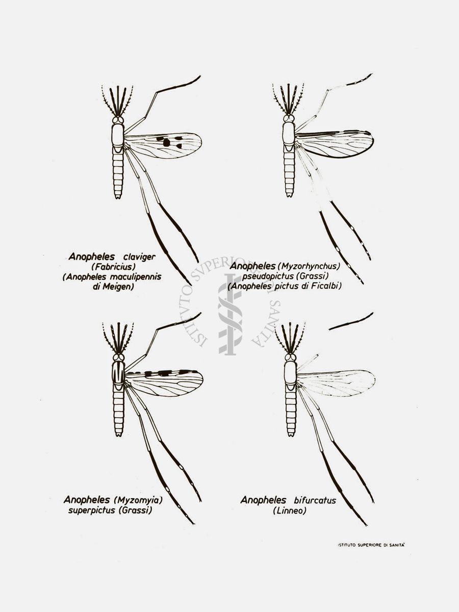 Disegno: Tipi di Anopheles