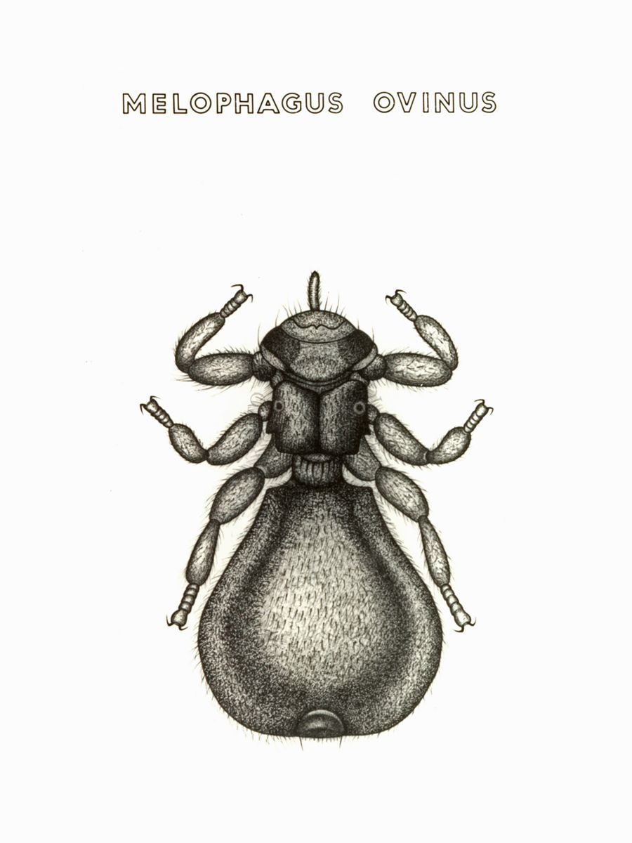 Disegno: Melophagus Ovinus