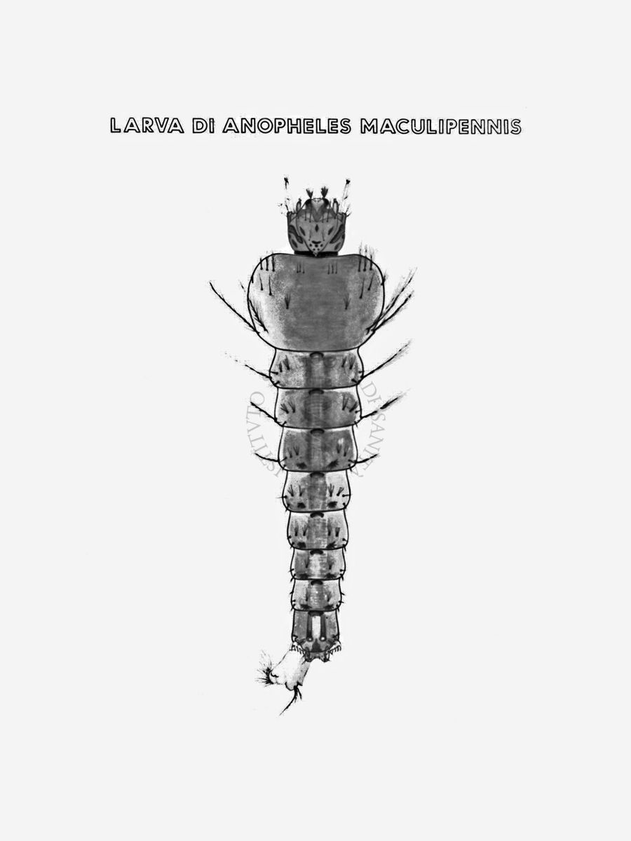 Disegno: Larva di Anopheles Maculipennis