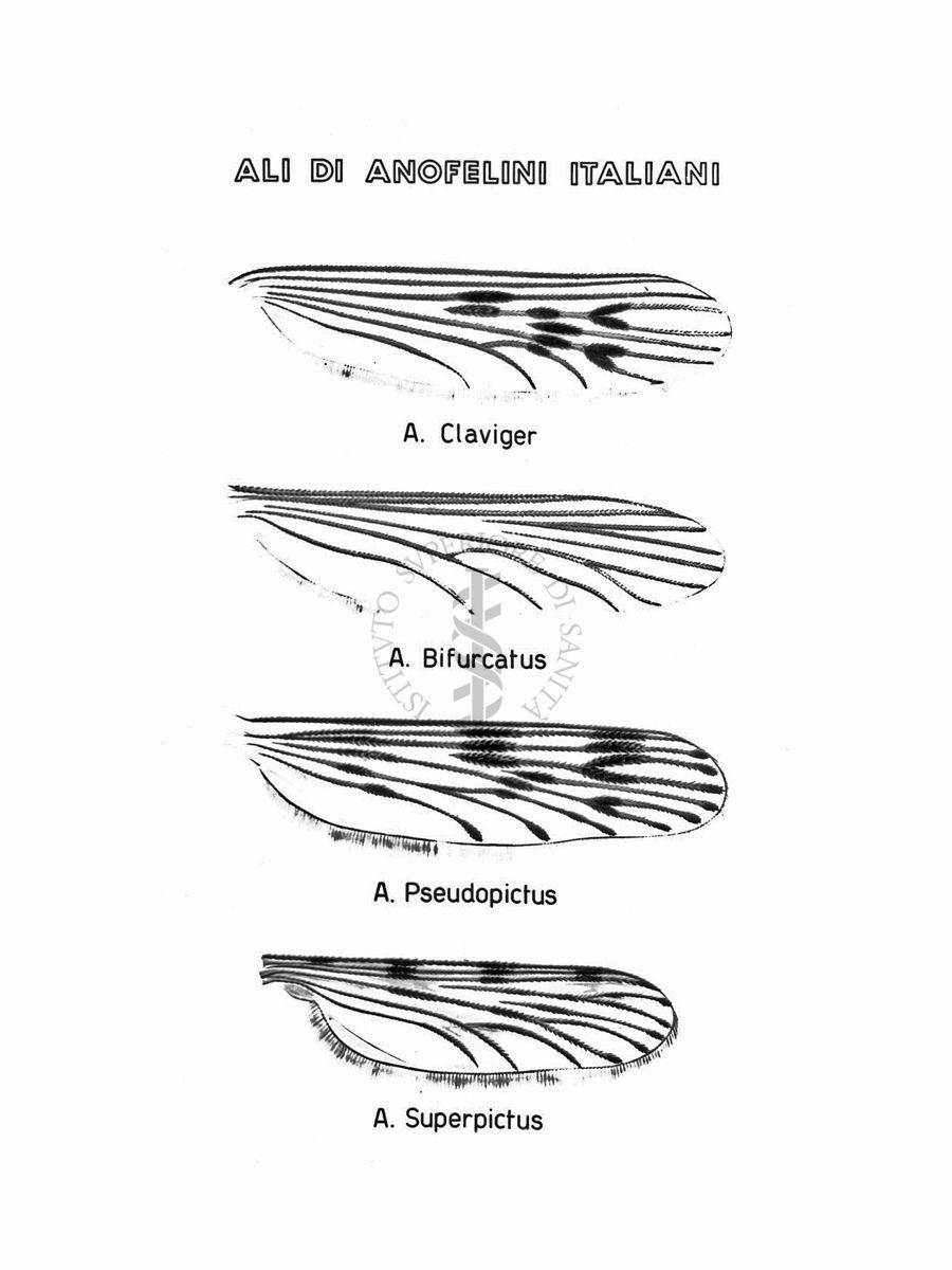 Disegno: Ali di Anofelini Italiani