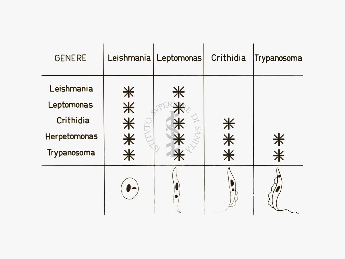 Tabella di confronto: Leishmania, leptomonas, crithidia, tripanosoma